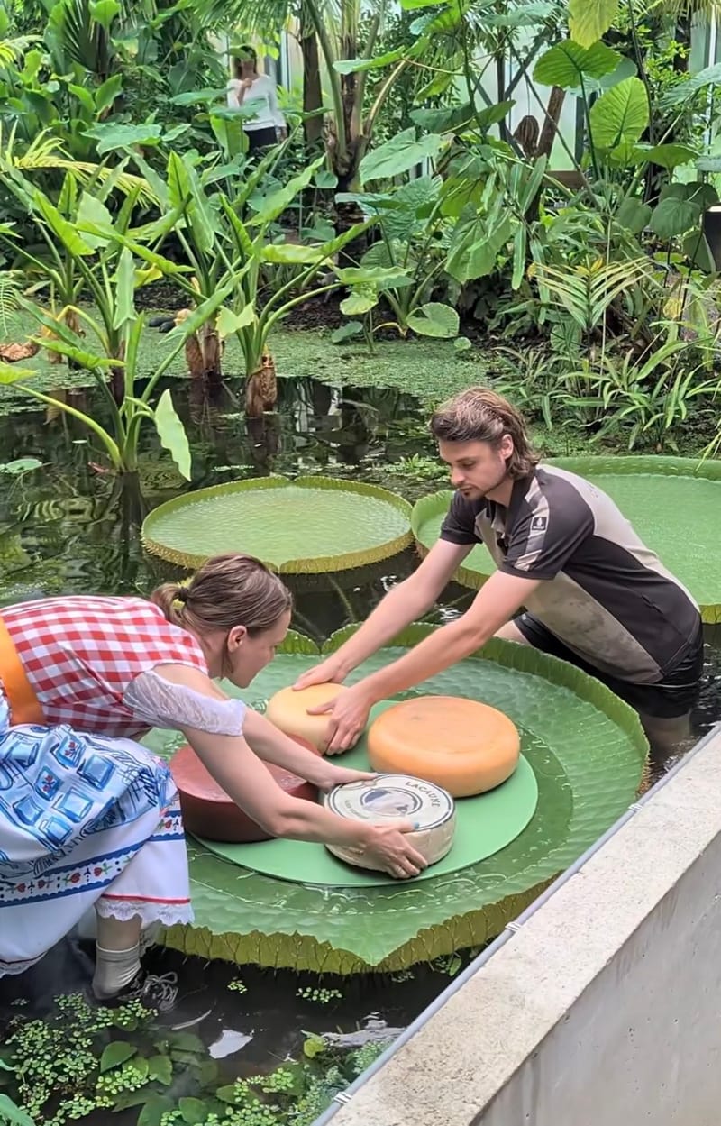 Medewerkers van de Hortus en Fromagerie Kef stapelen kazen op het drijvende blad van de Victoria-waterlelie