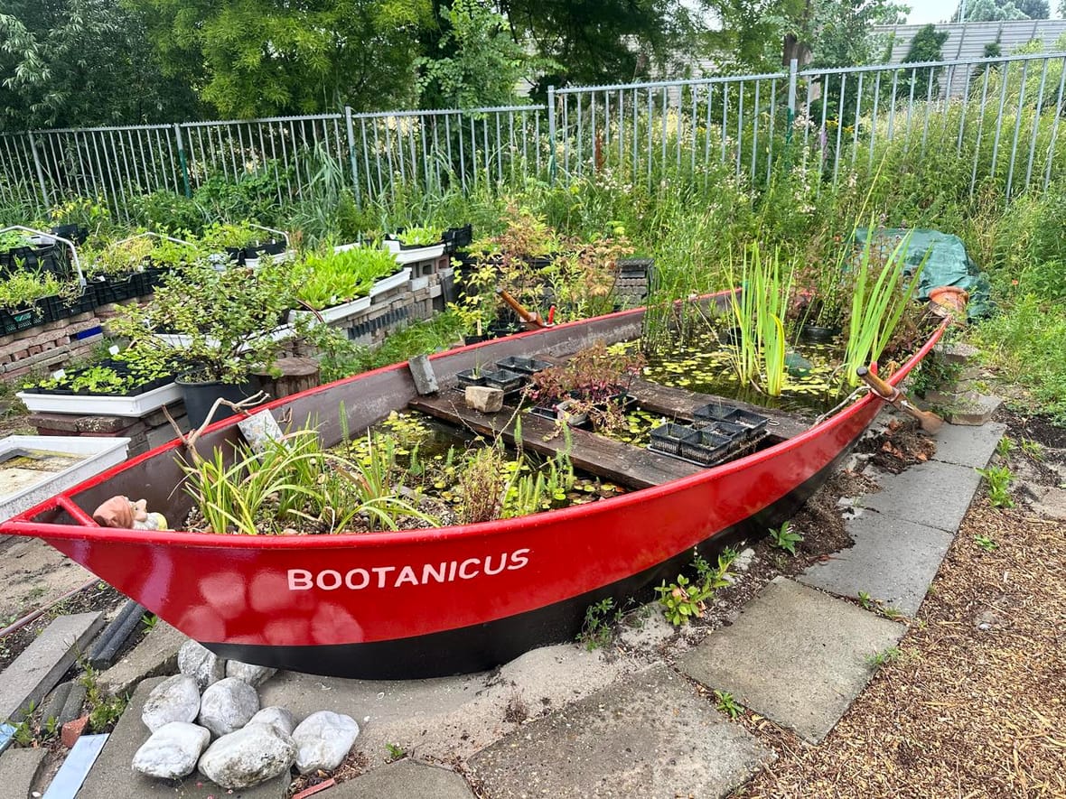 Het oude bootje Bootanicus, opgeknapt tot minivijver tussen de kratten met jonge planten